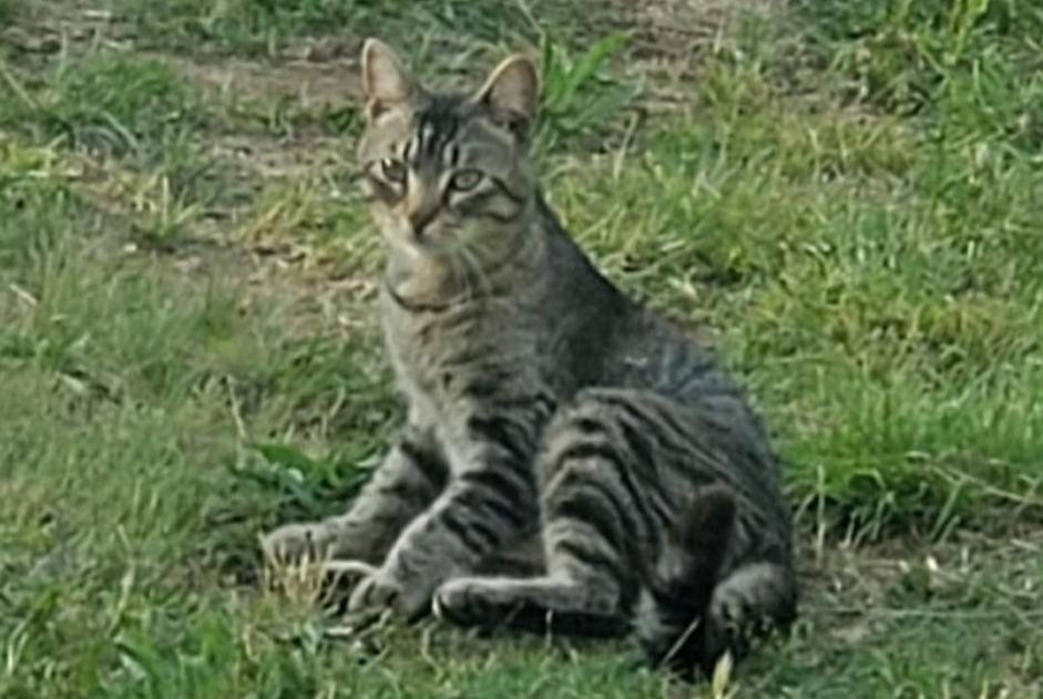 Vermisstmeldung Katze  Männliche , 1 jahre Branoux-les-Taillades Frankreich