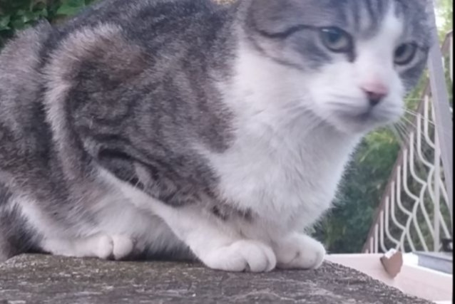 Vermisstmeldung Katze  Männliche , 12 jahre Nîmes Frankreich