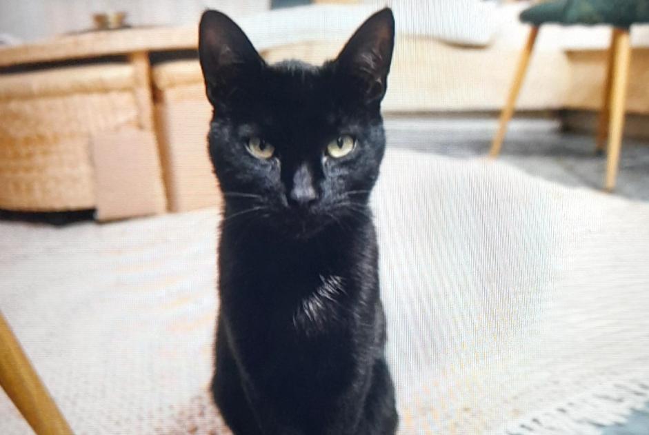 Vermisstmeldung Katze rassenmischung  Männliche , 1 jahre Beaucaire Frankreich