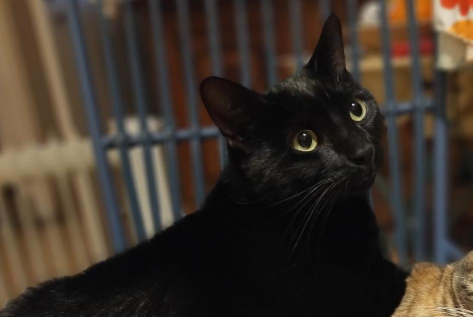 Vermisstmeldung Katze  Männliche , 2 jahre Nîmes Frankreich