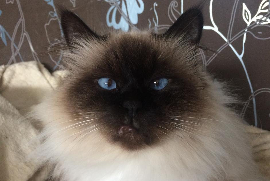 Vermisstmeldung Katze Weiblich , 10 jahre Le Grau-du-Roi Frankreich Vermisstmeldung Katze Weiblich , 10 jahre Le Grau-du-Roi Frankreich