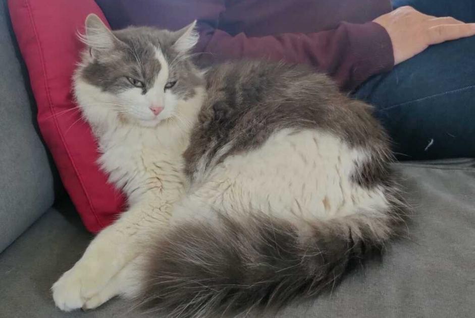 Vermisstmeldung Katze Männliche , 8 jahre Thoiras-Corbès Frankreich
