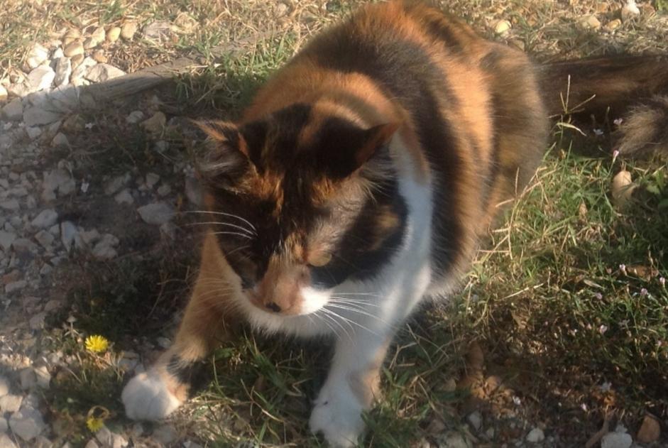 Disappearance alert Cat Female , 7 years La Capelle-et-Masmolène France