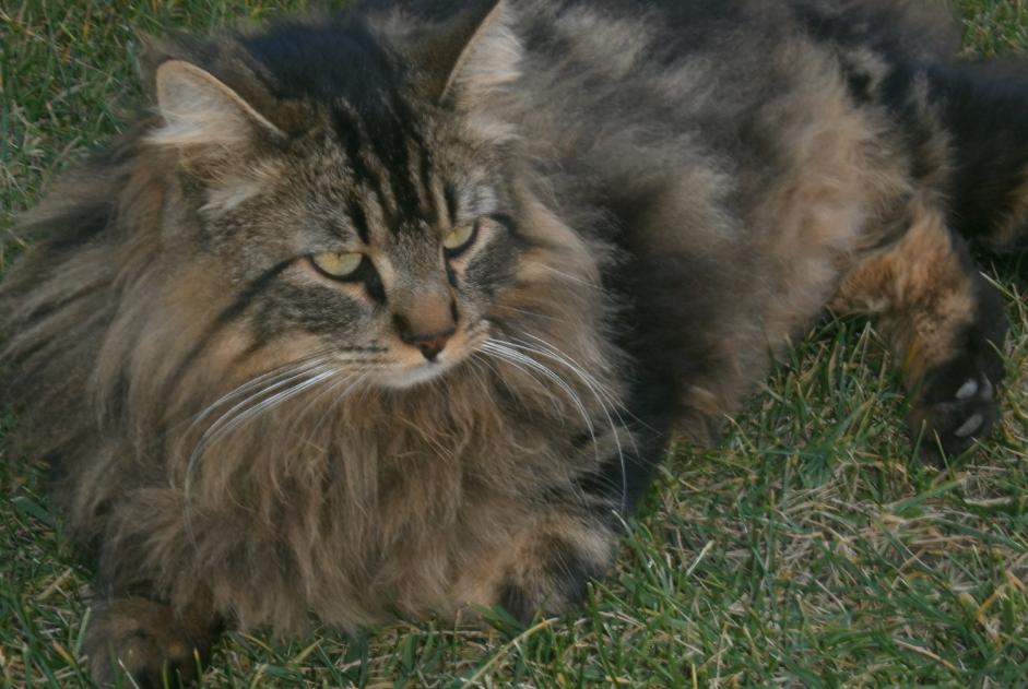 Disappearance alert Cat  Male , 9 years Calvisson France