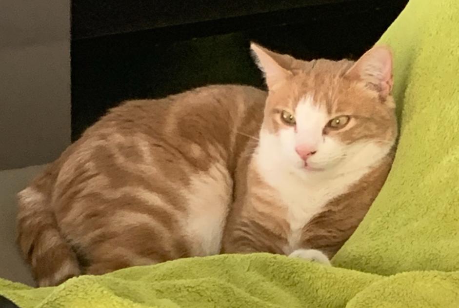 Disappearance alert Cat Male , 2 years Vallabrègues France