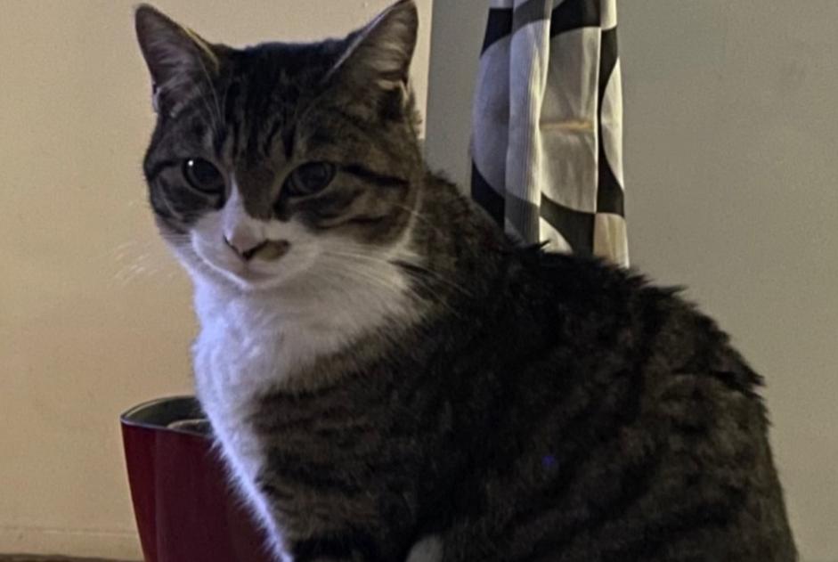 Disappearance alert Cat Female , 2 years Alès France Disappearance alert Cat Female , 2 years Alès France