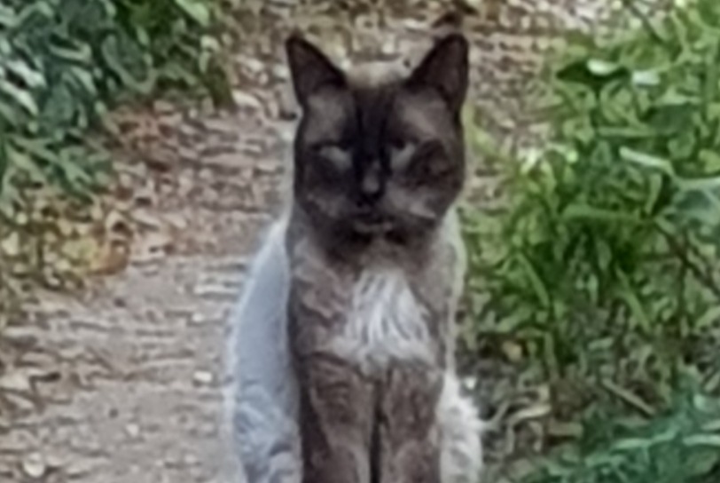 Discovery alert Cat  Male Tresques France