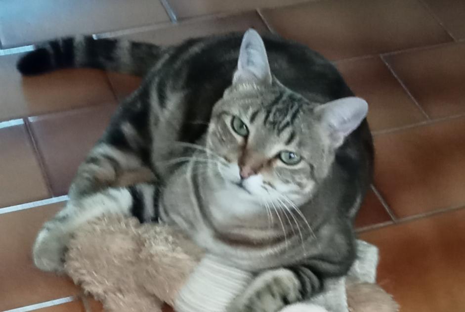 Disappearance alert Cat  Male , 4 years Milhaud France