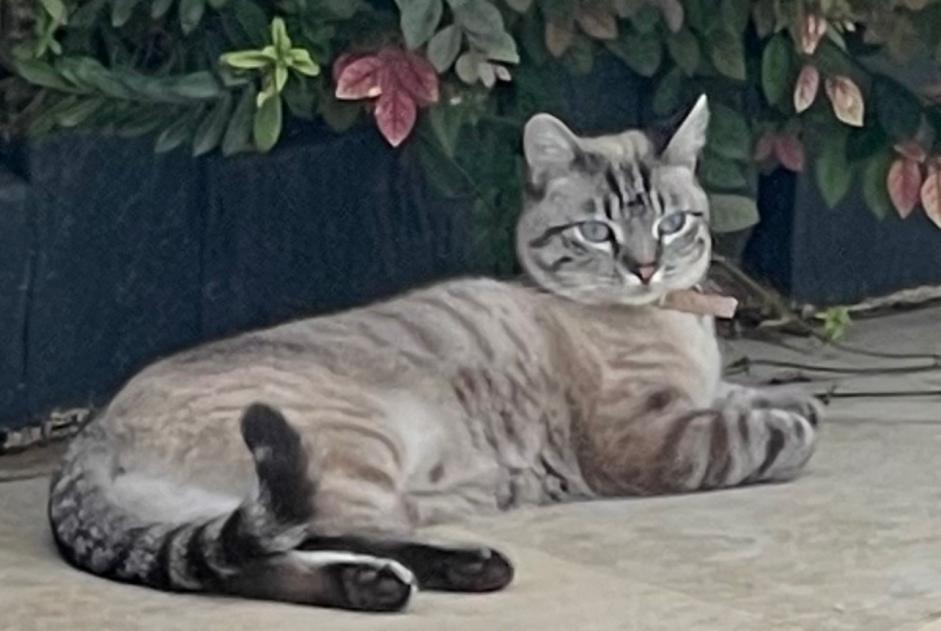 Disappearance alert Cat miscegenation Female , 1 years Ribaute-les-Tavernes France Disappearance alert Cat miscegenation Female , 1 years Ribaute-les-Tavernes France