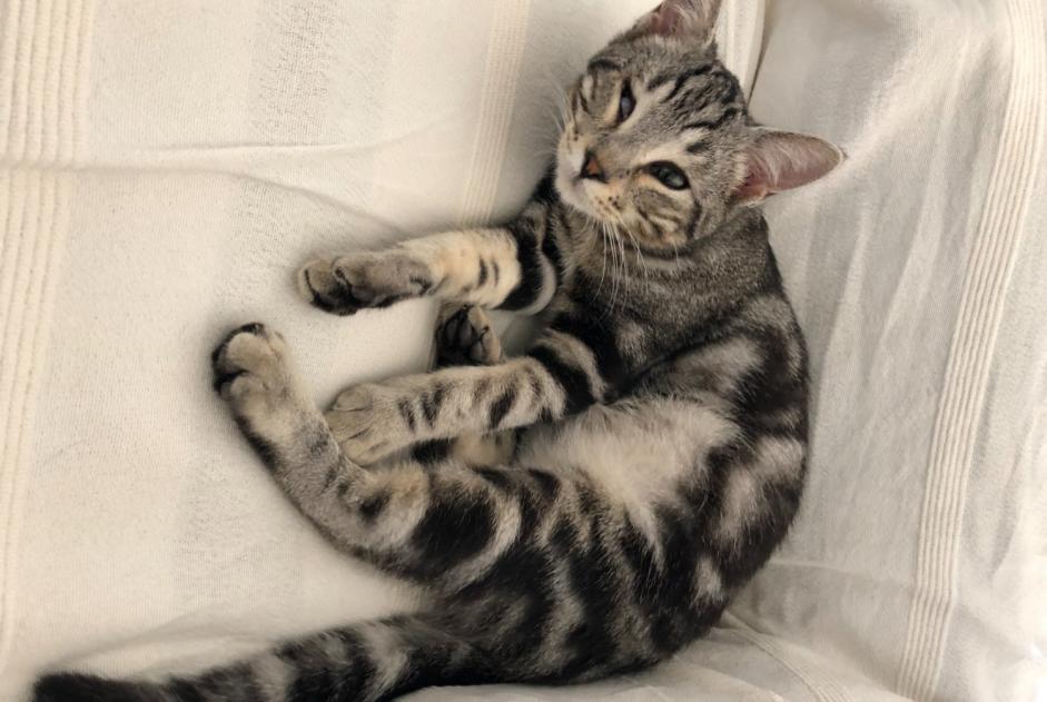 Disappearance alert Cat  Male , 2 years Calvisson France
