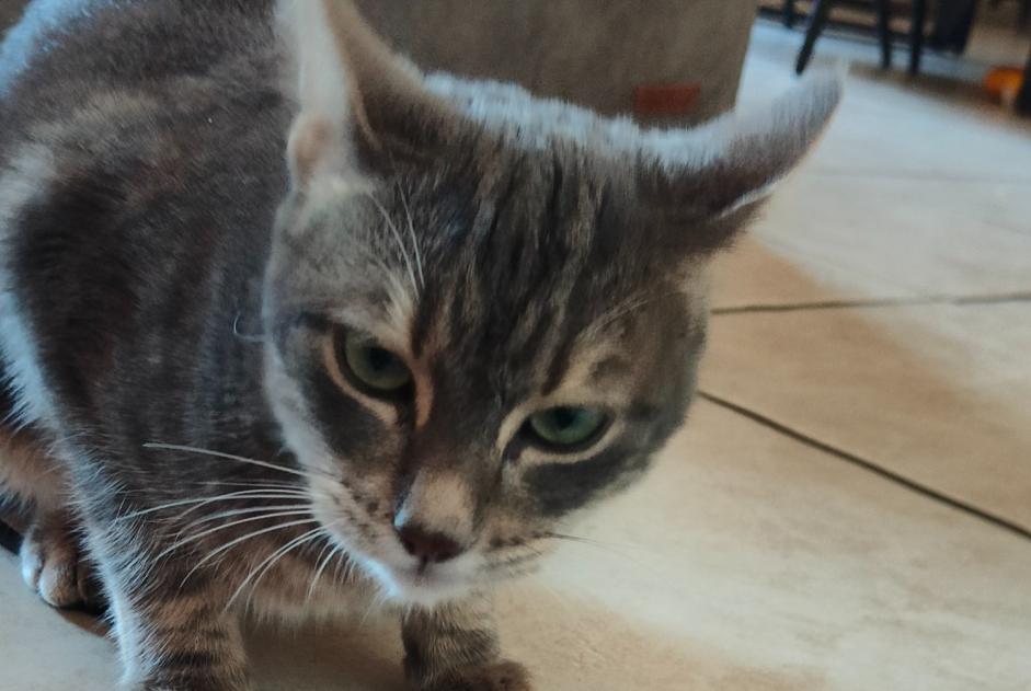 Discovery alert Cat Male Caissargues France