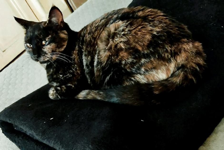 Discovery alert Cat Female Nîmes France
