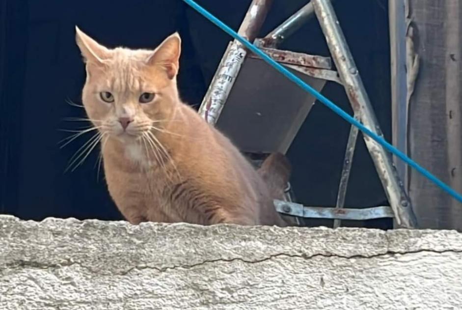 Discovery alert Cat  Male Remoulins France