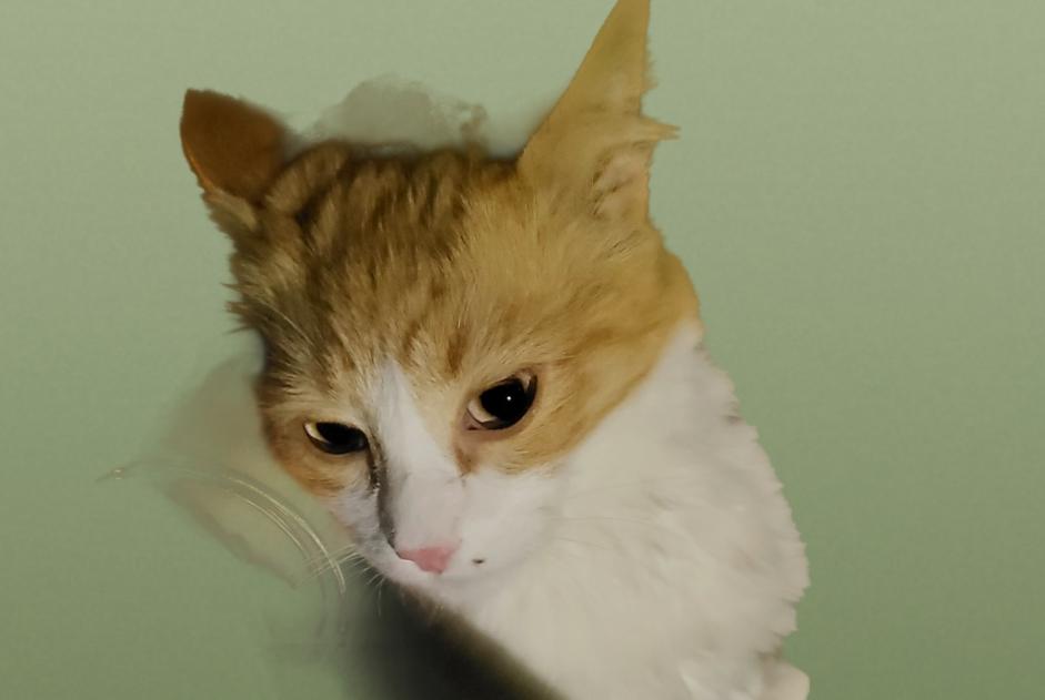 Discovery alert Cat miscegenation  Male Branoux-les-Taillades France