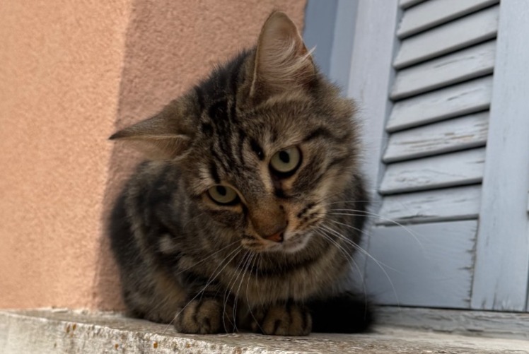 Discovery alert Cat Female Nîmes France Discovery alert Cat Female Nîmes France