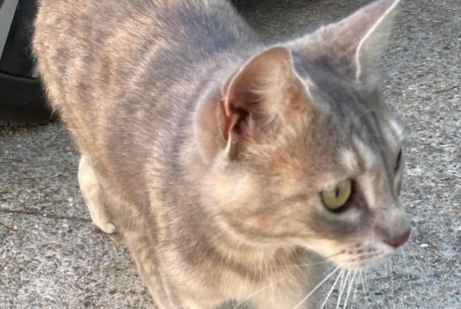Discovery alert Cat Unknown Uzès France