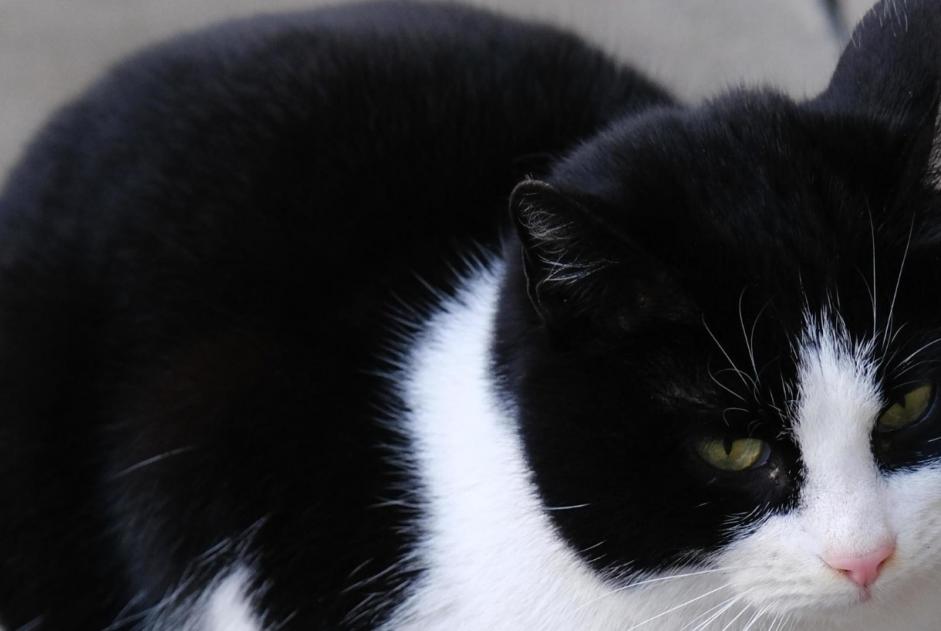 Discovery alert Cat Unknown Congénies France