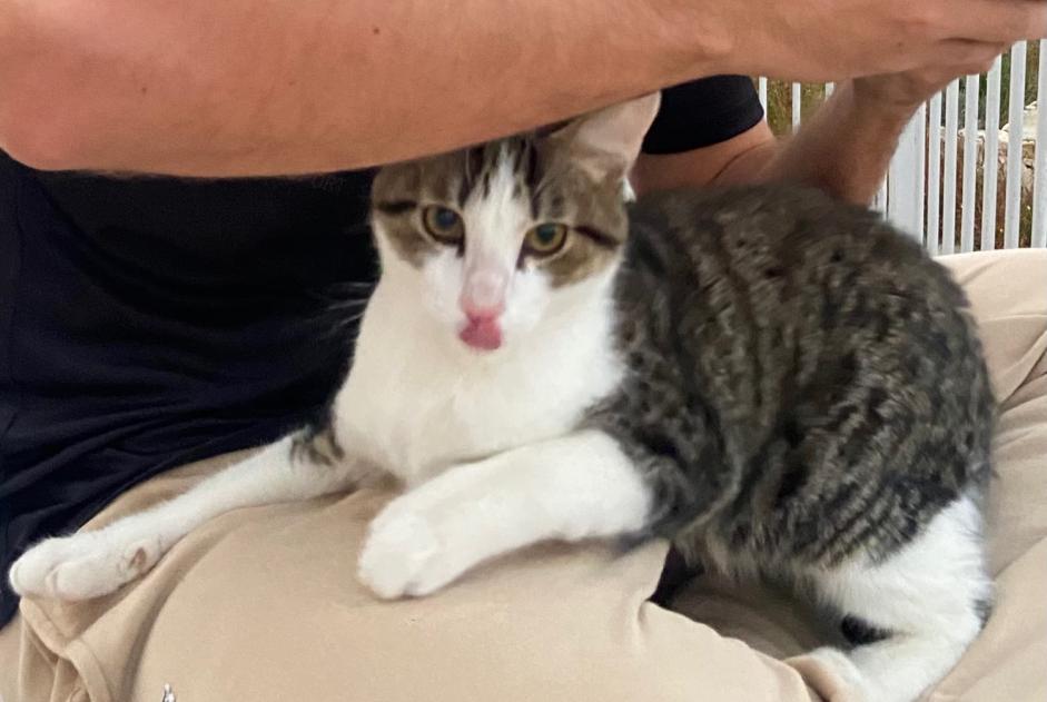 Alerta de Hallazgo Gato Macho Nîmes Francia