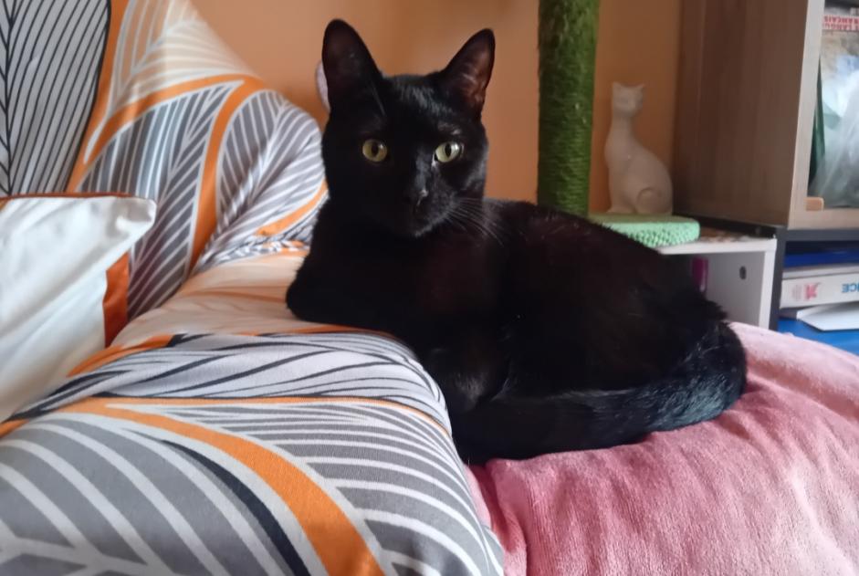 Alerte Disparition Chat  Mâle , 3 ans Nîmes France