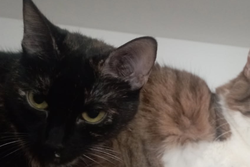 Alerte Disparition Chat croisement  Femelle , 4 ans Bouillargues France