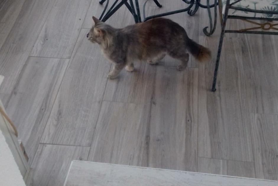 Alerte Découverte Chat croisement  Femelle Manduel France