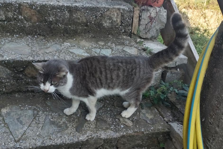 Alerte Découverte Chat Inconnu Saint-Martin-de-Valgalgues France