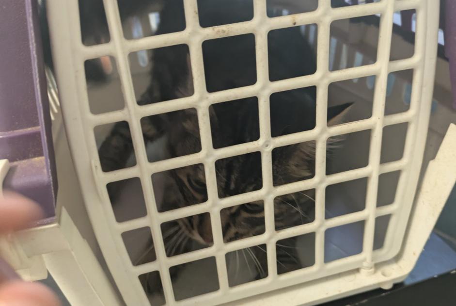 Alerte Découverte Chat Mâle Bernis France