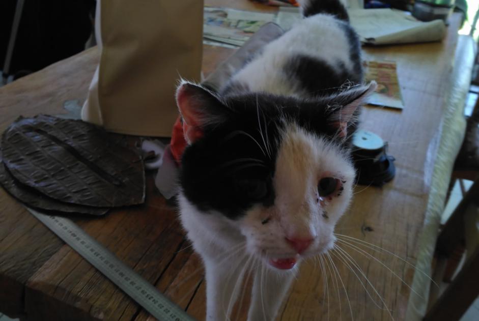 Alerte Découverte Chat Mâle Saint-Jean-de-Maruéjols-et-Avéjan France
