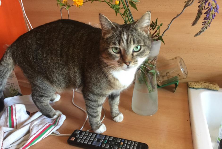 Alerte Disparition Chat  Femelle , 2025 ans Nîmes France