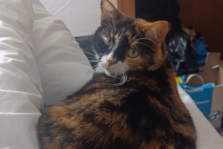 Alerte Disparition Chat croisement Femelle , 7 ans Nîmes France Alerte Disparition Chat croisement Femelle , 7 ans Nîmes France