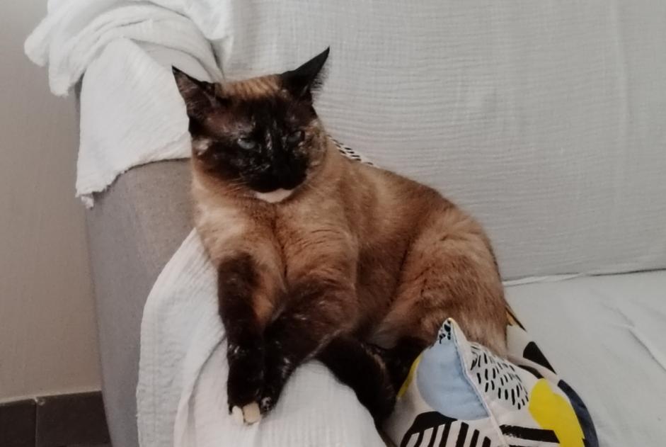 Alerte Disparition Chat croisement  Femelle , 2 ans Alès France