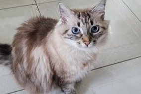 Alerte Disparition Chat croisement  Mâle , 9 ans Saint-Gervasy France