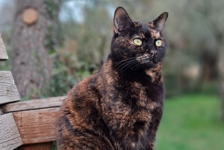 Alerte Disparition Chat Femelle , 6 ans Nîmes France