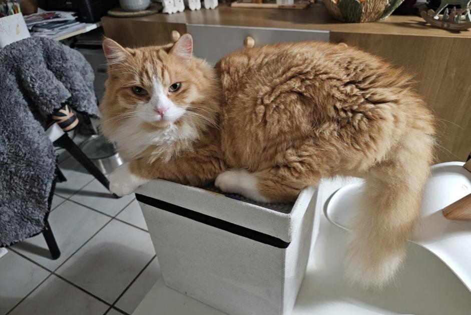 Avviso scomparsa Gatto incrocio di razze  Maschio , 2 anni Saint-Christol-lez-Alès Francia