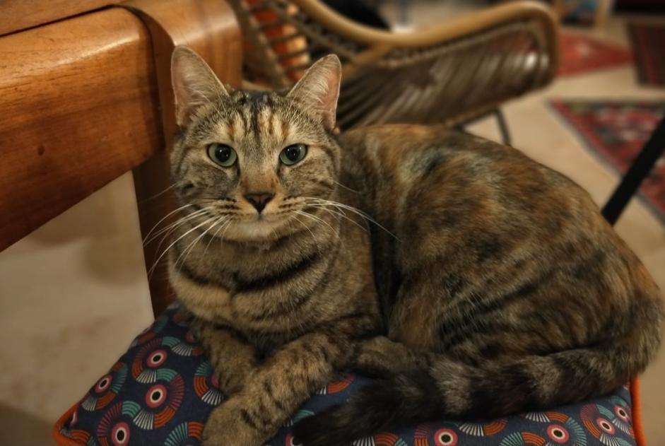 Verdwijningsalarm Kat  Vrouwtje , 2 jaar Nîmes Frankrijk