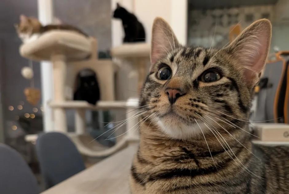 Alerta descoberta Gato cruzamento  Macho Beaucaire France
