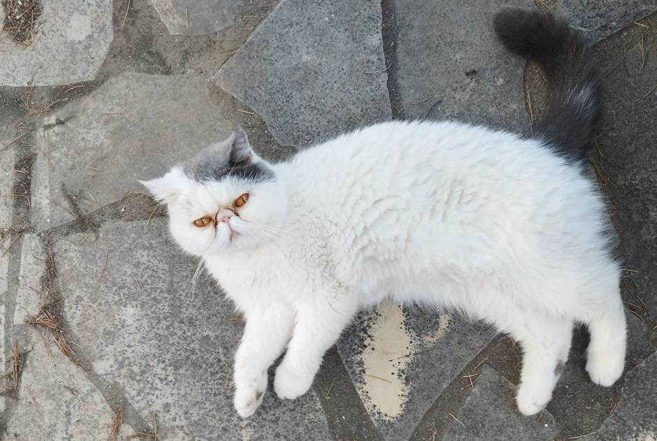Alerta desaparecimento Gato  Fêmea , 3 anos Pont-Saint-Esprit France