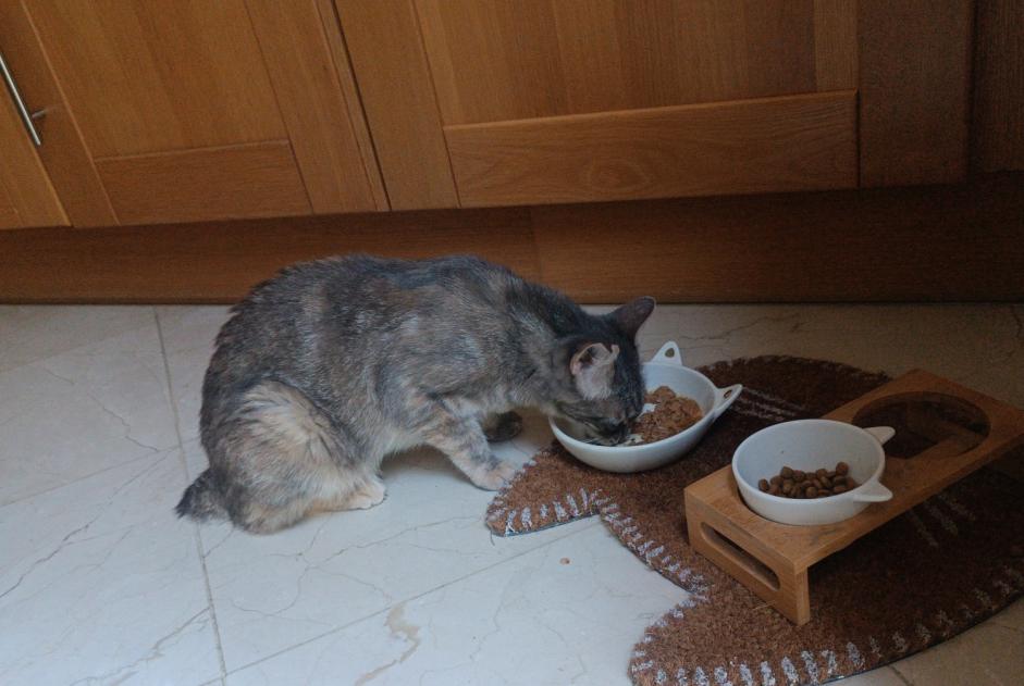 Alerta desaparecimento Gato  Fêmea , 2025 anos Poulx France