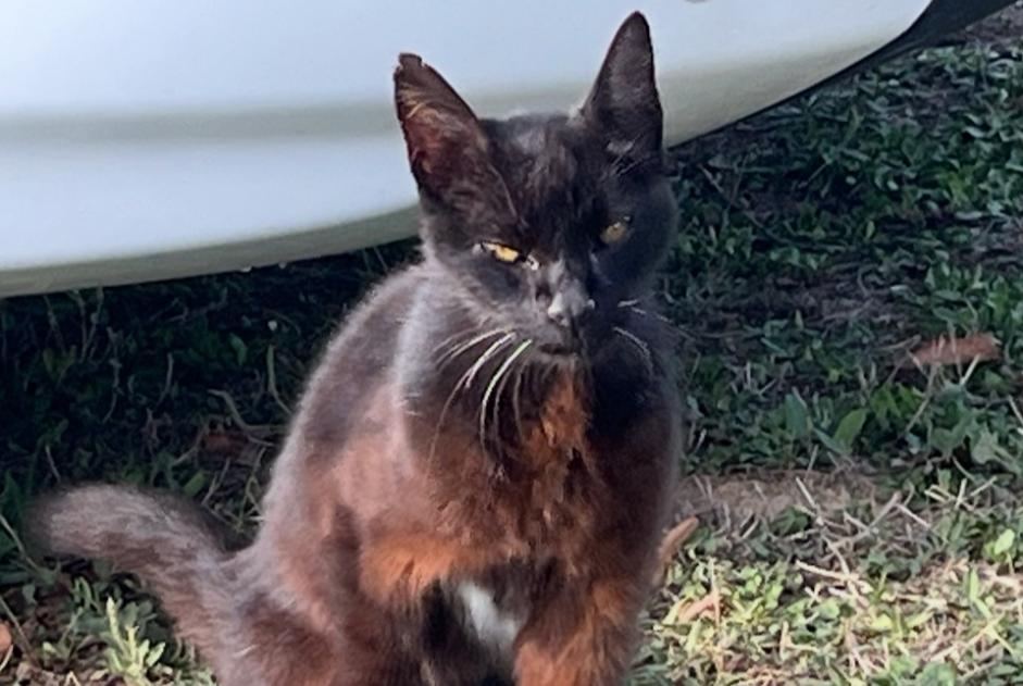 Alerta descoberta Gato Fêmea , 8 anos Aimargues France