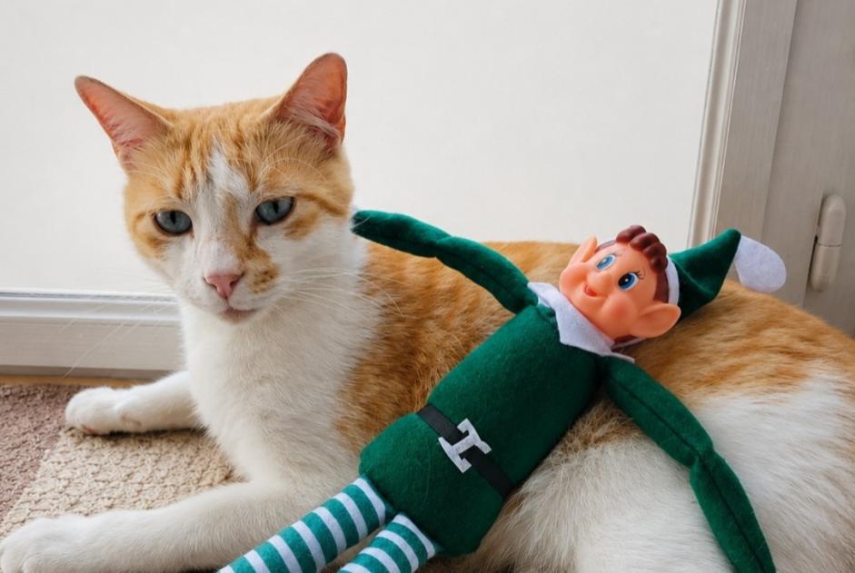 Alerta desaparecimento Gato cruzamento  Macho , 3 anos Alès France